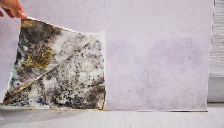 Mold-Remediation-and-Removal in Santa Rosa Beach